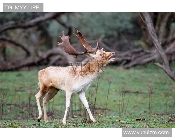 记者谈无字鹿赢球：意义重大的胜利 这说明雄鹿的实力不可小觑